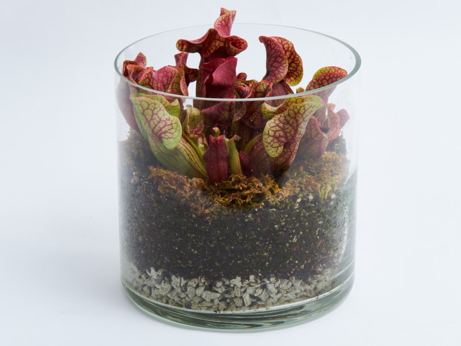 Саррацения пурпурная