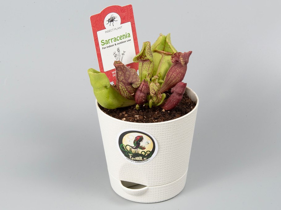 Саррацения веноза