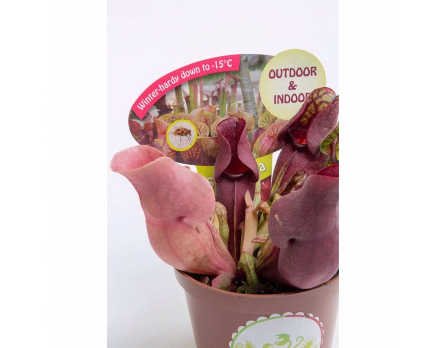 Саррацения Веноза ред