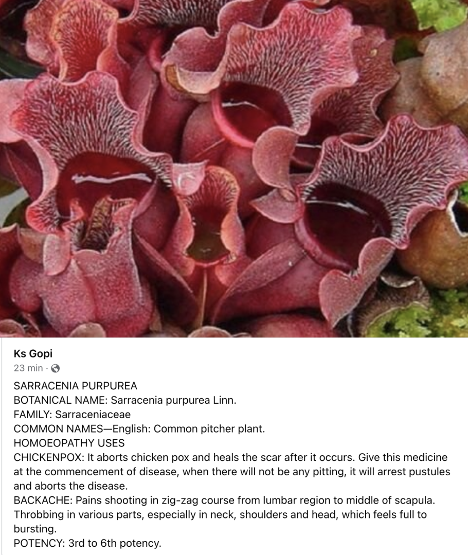 Саррацения Лейкофилла