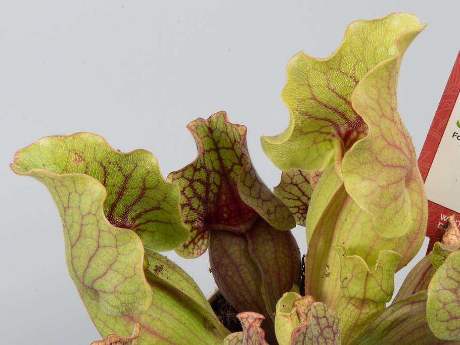 Саррацения белолистная