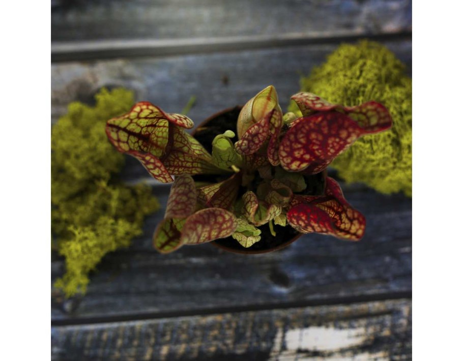 Саррацения Веноза