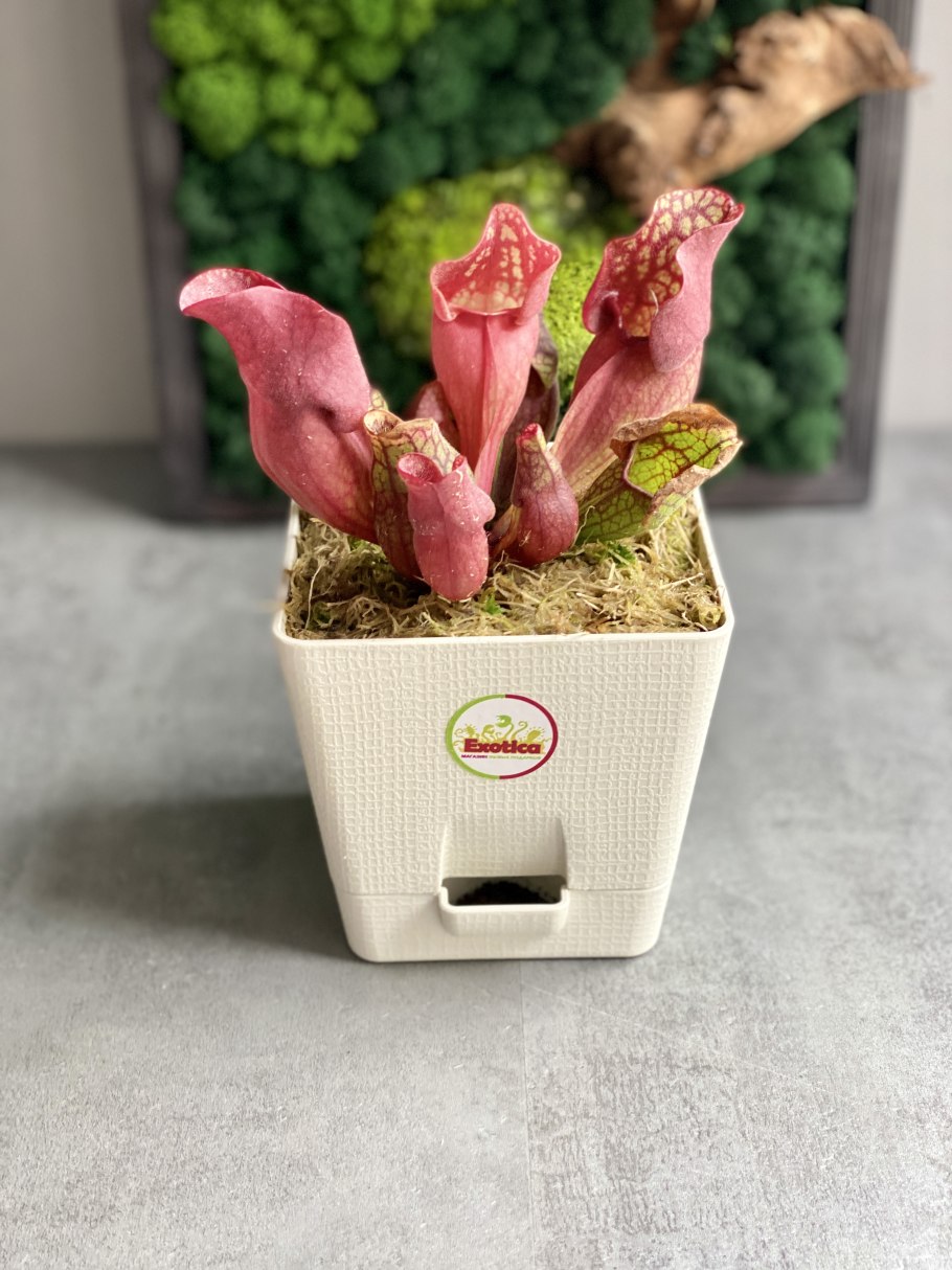 Саррацения Веноза