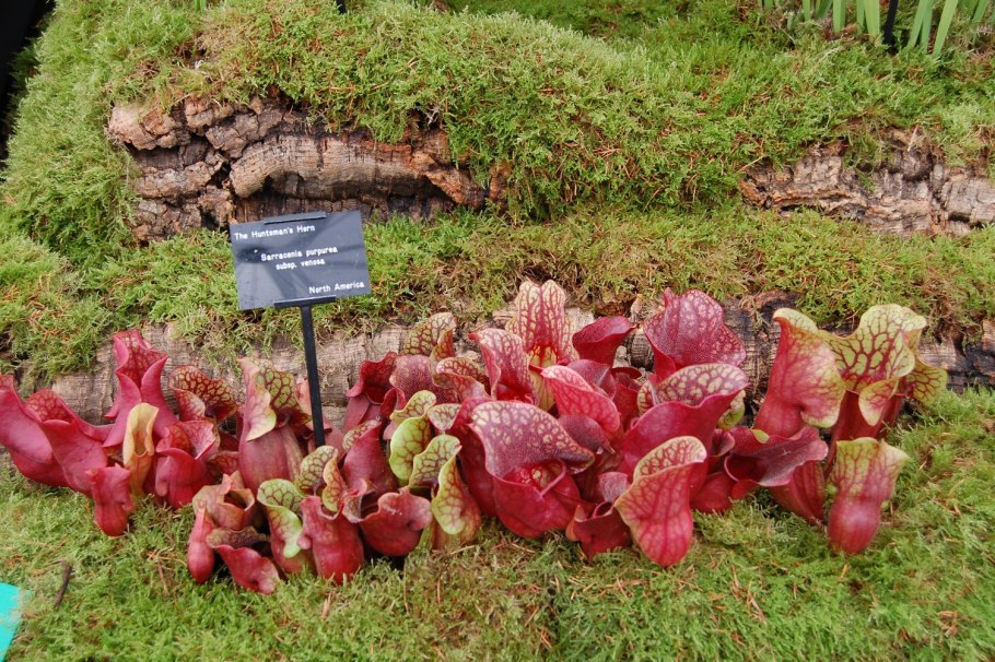 Candidatus Carsonella ruddii