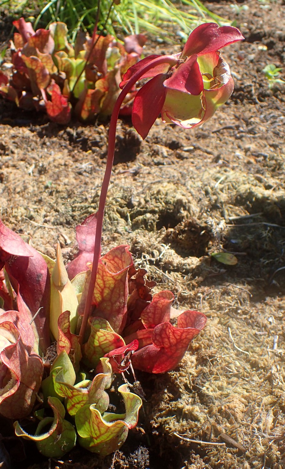 Саррацения белолистная