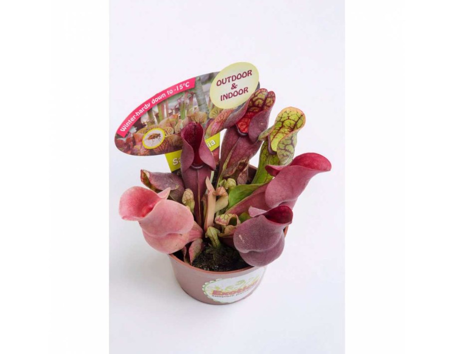 Саррацения пурпурная