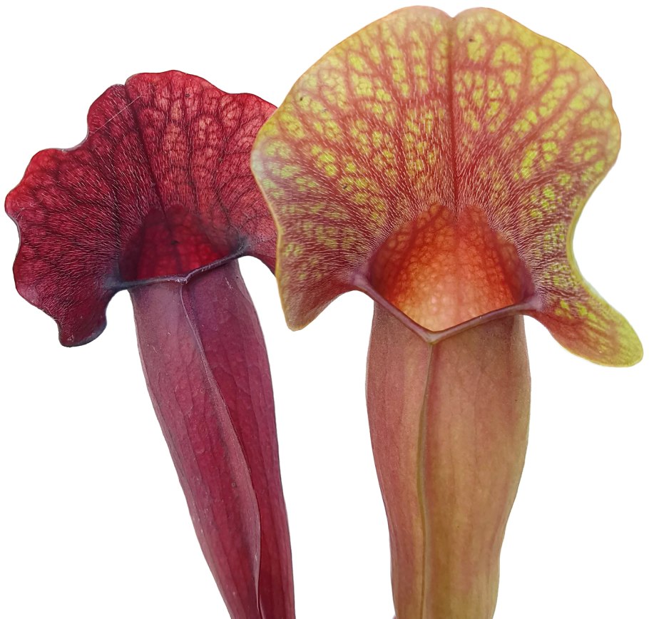 Саррацения пурпурная