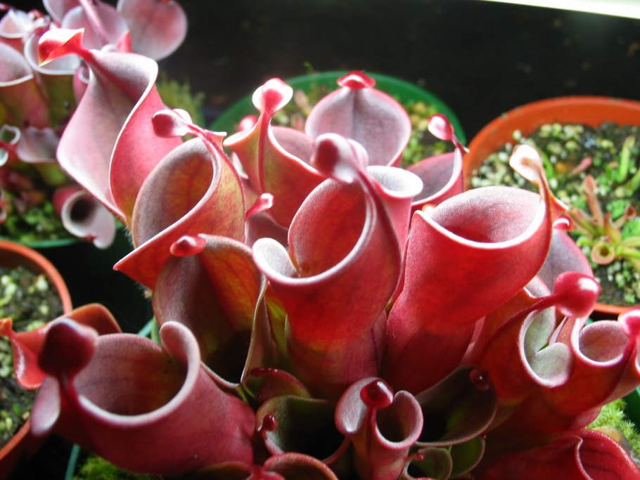 Саррацения пурпурная как ухаживать