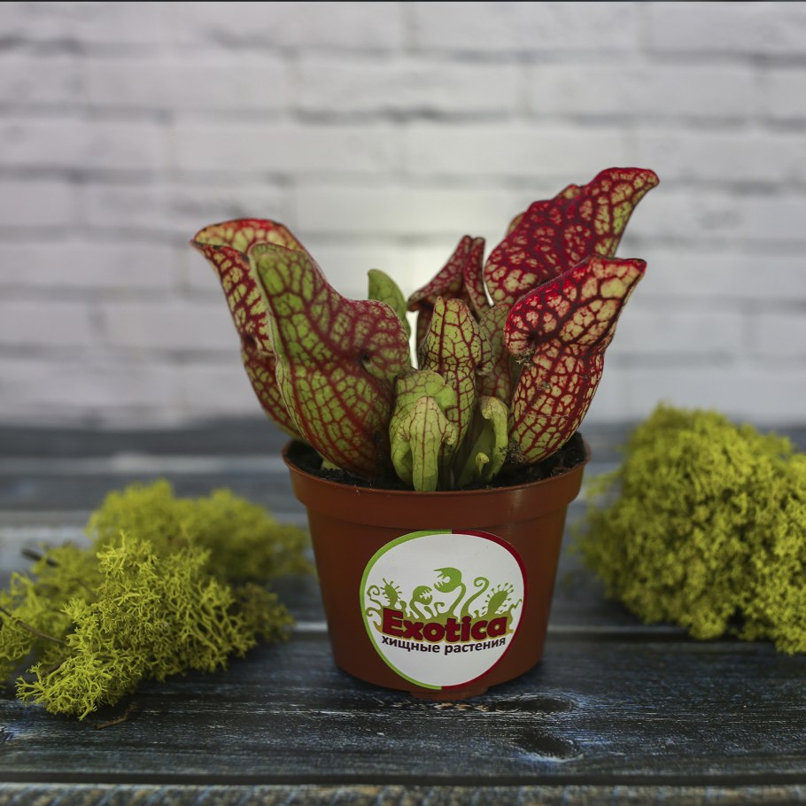 Саррацения Веноза