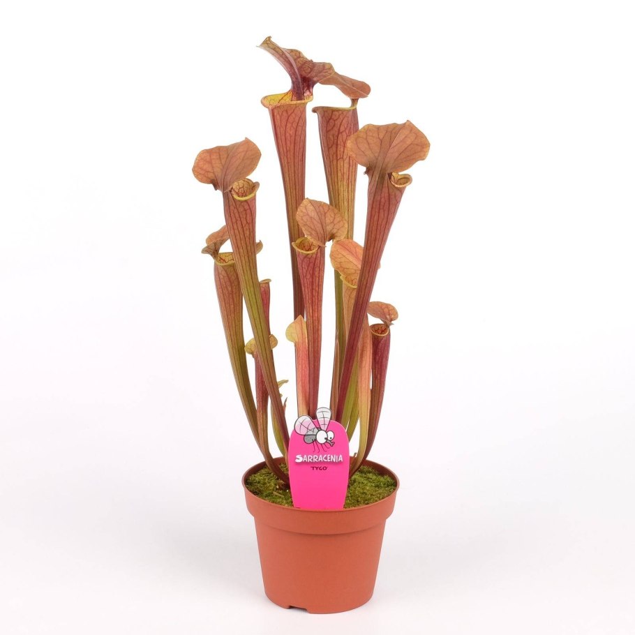 Фото растений Эудикоты