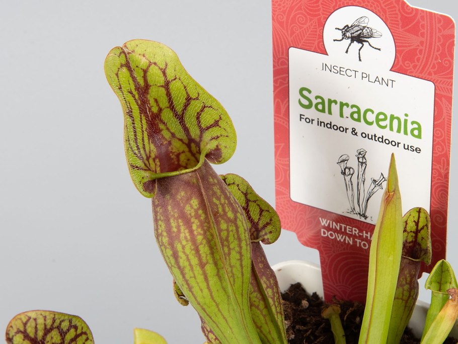 Саррацения Лейкофилла красная