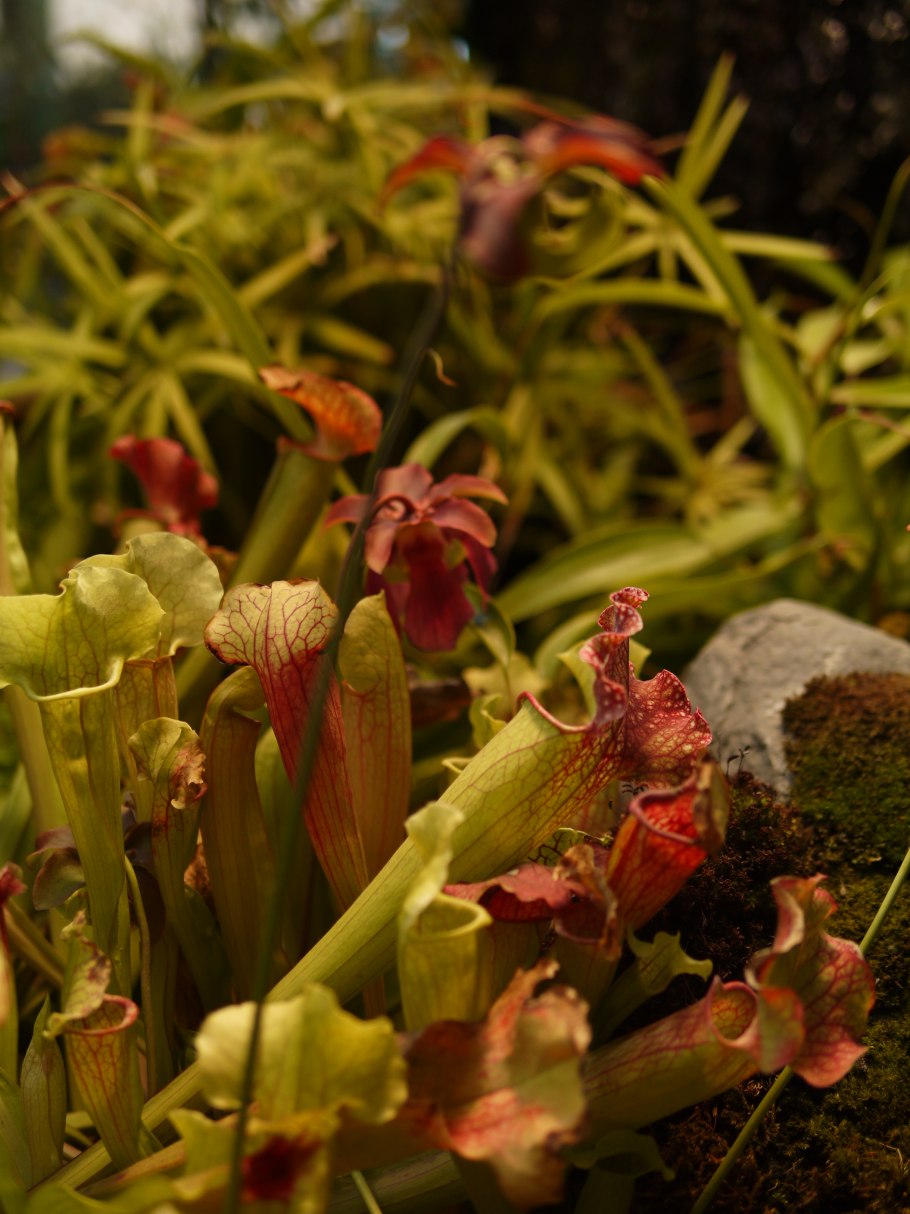 Sarracenia purpurea дома в горшке