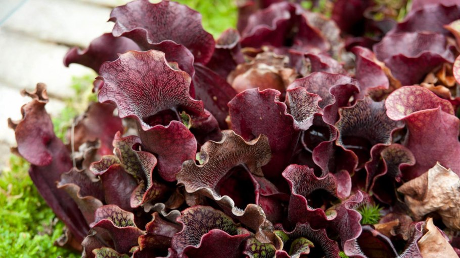 Саррацения риглиана