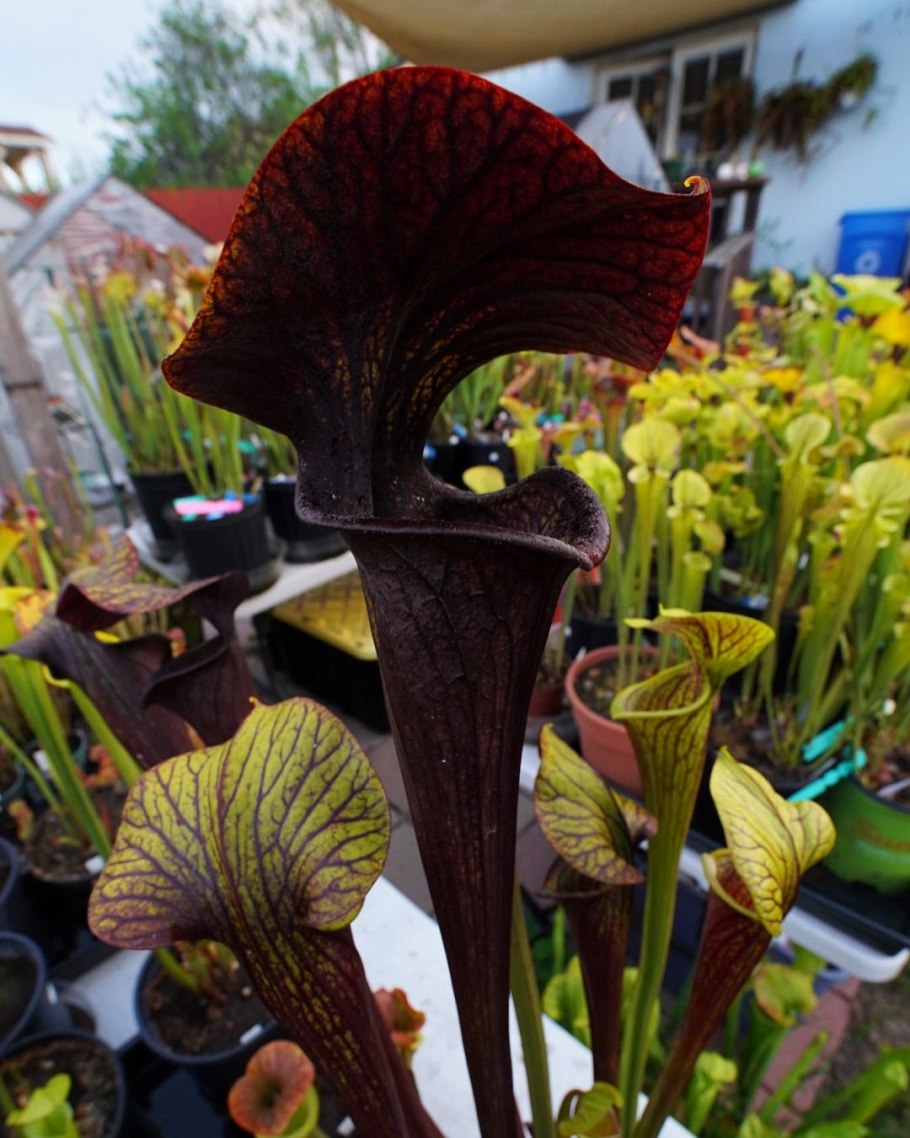 Саррацения Дракула