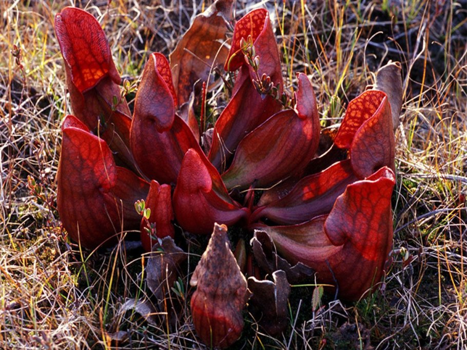 Sarracenia purpurea (Pitcher Plant)