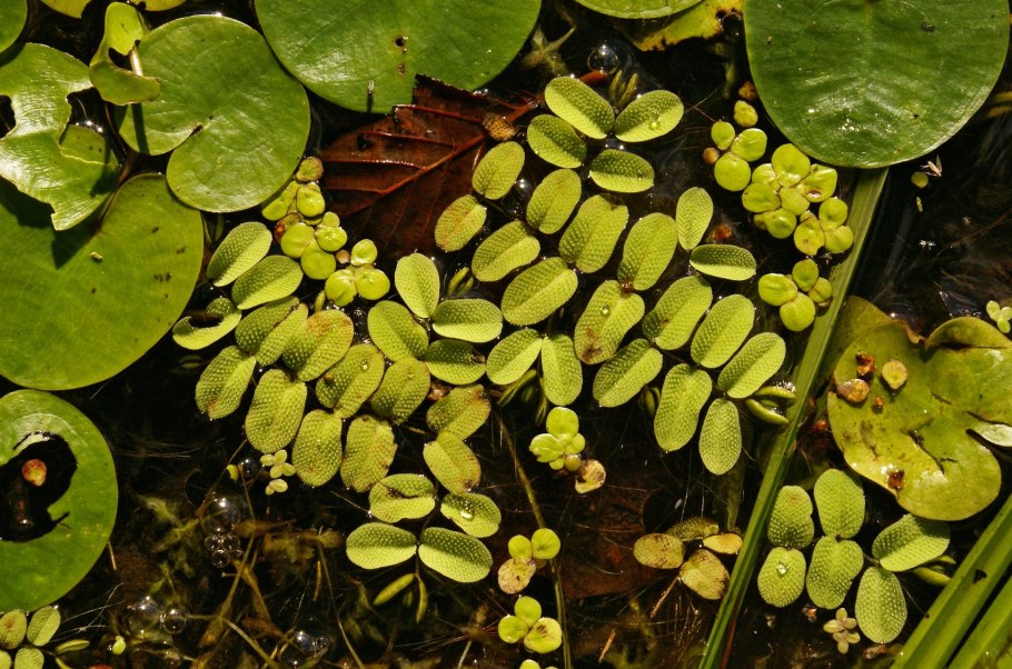 Сальвиния плавающая Salvinia Natans (l.) all. 2