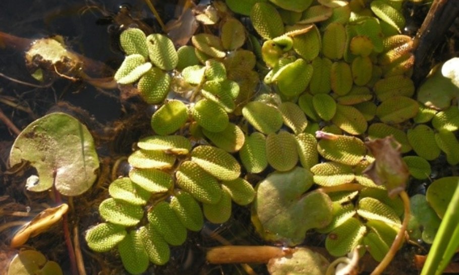 Сальвиния плавающая красная книга