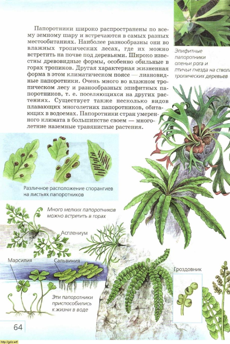 Сальвиния рыбка