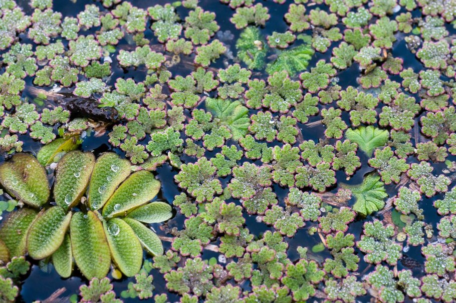 Папоротник Сальвиния