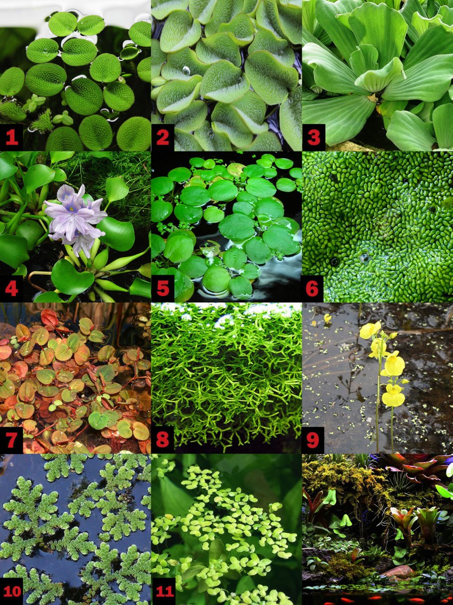 Сальвиния Минима