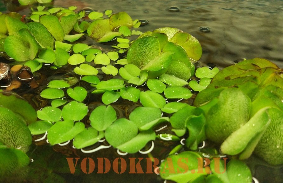 Сальвиния Кукулата