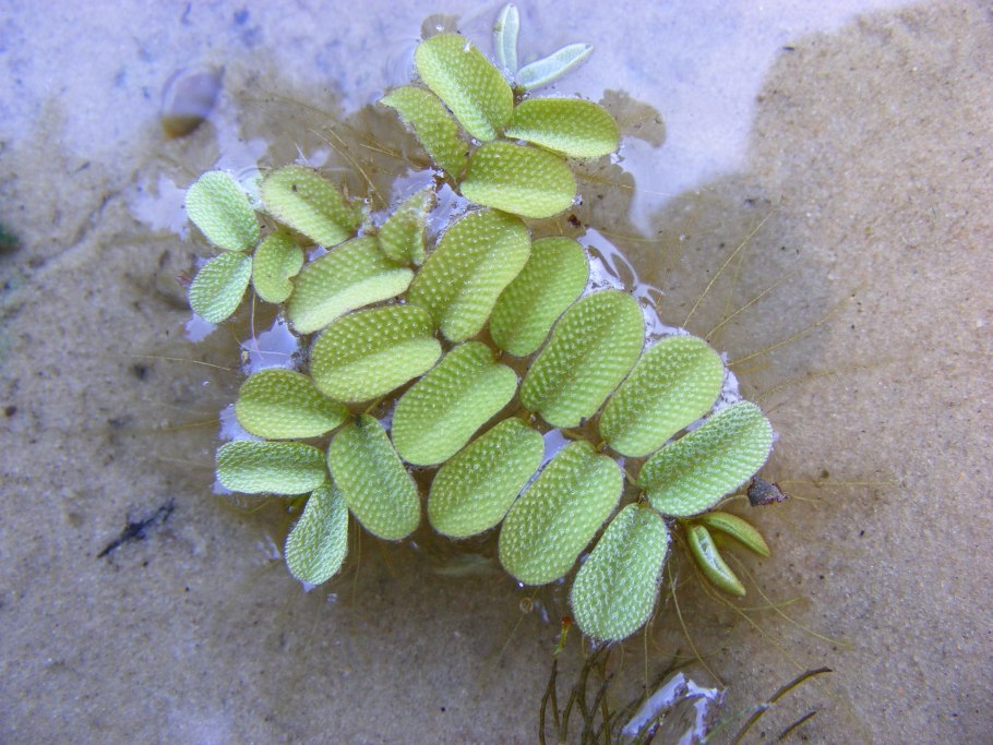 Сальвиния гигантская