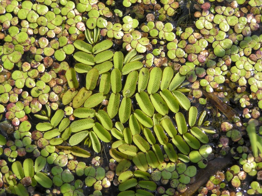 Salvinia cucullata