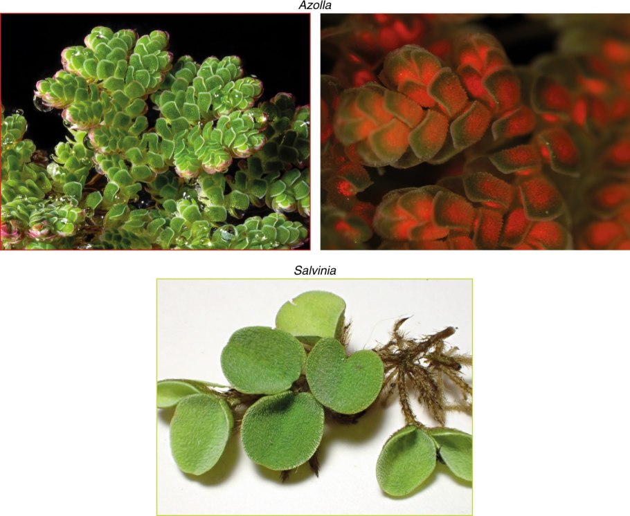 Сальвиния клобучковая (Salvinia cucullata