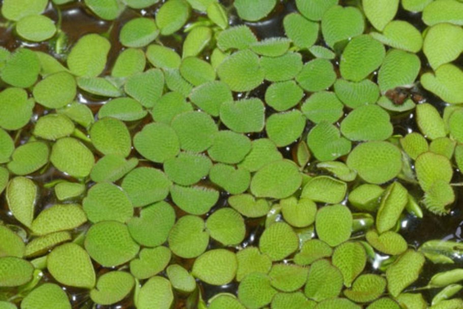 Папоротник Сальвиния