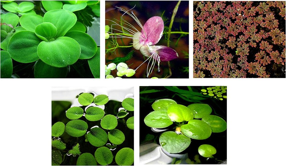 Salvinia oblongifolia