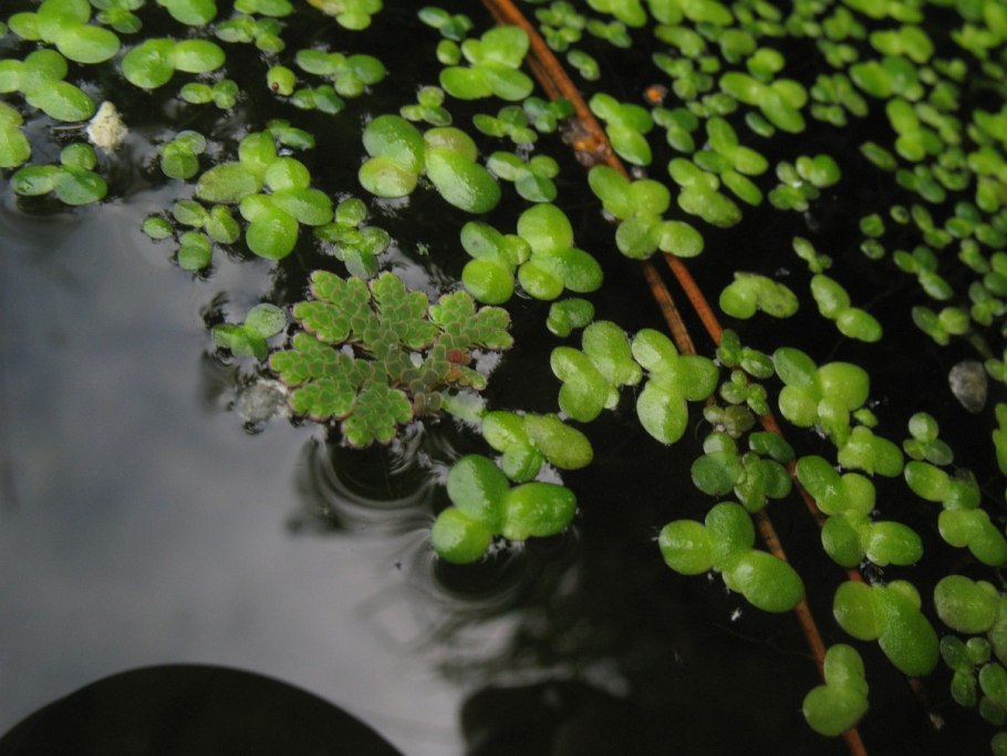 Сальвиния натанс - Сальвиния плавающая