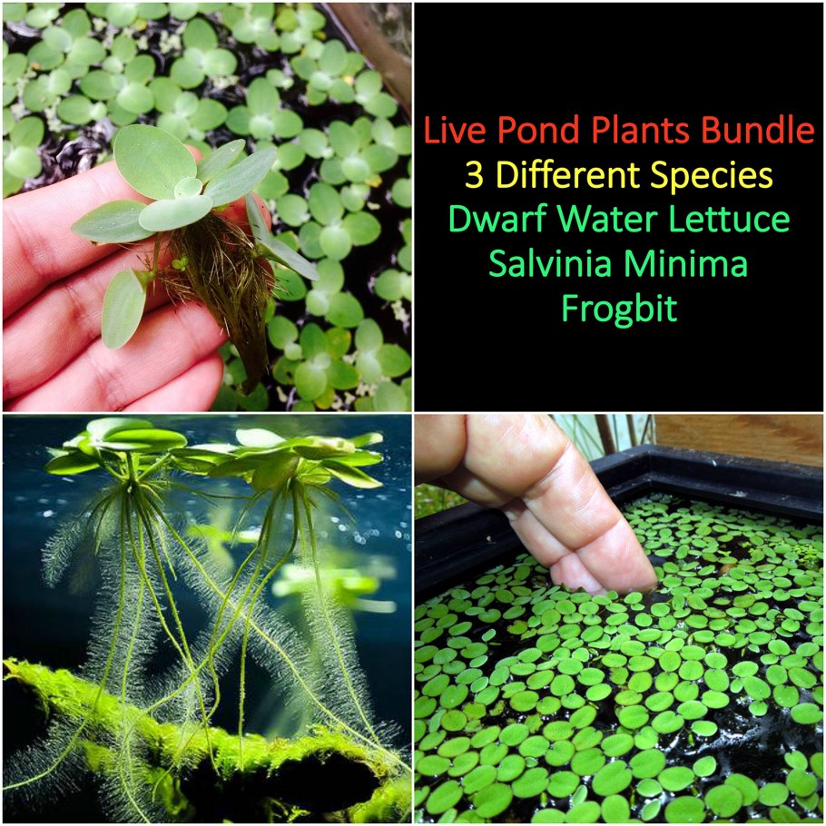 Сальвиния поддон