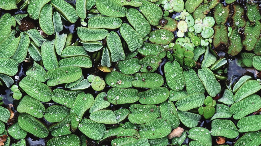 Папоротник Сальвиния