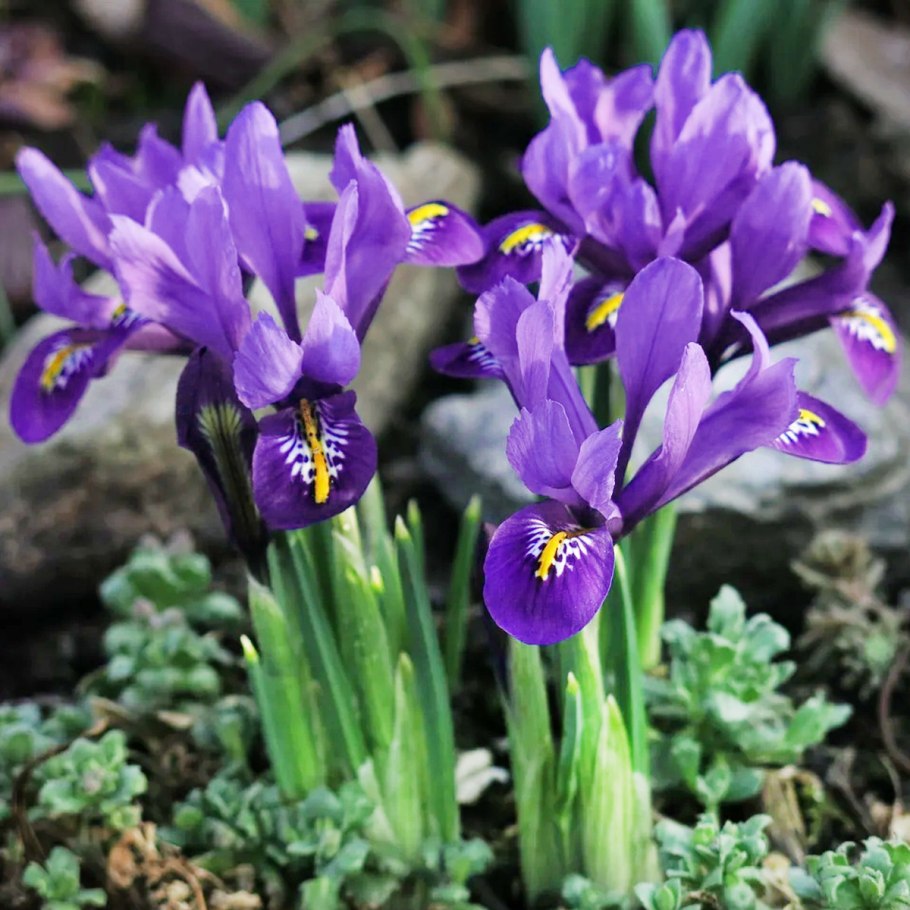 Ирис карликовый (Iris pumila)