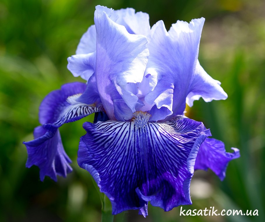 Ирис бородатый синий