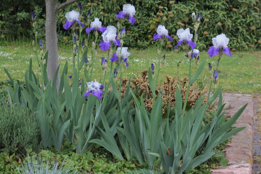 Ирис Блэк черри Дилайт