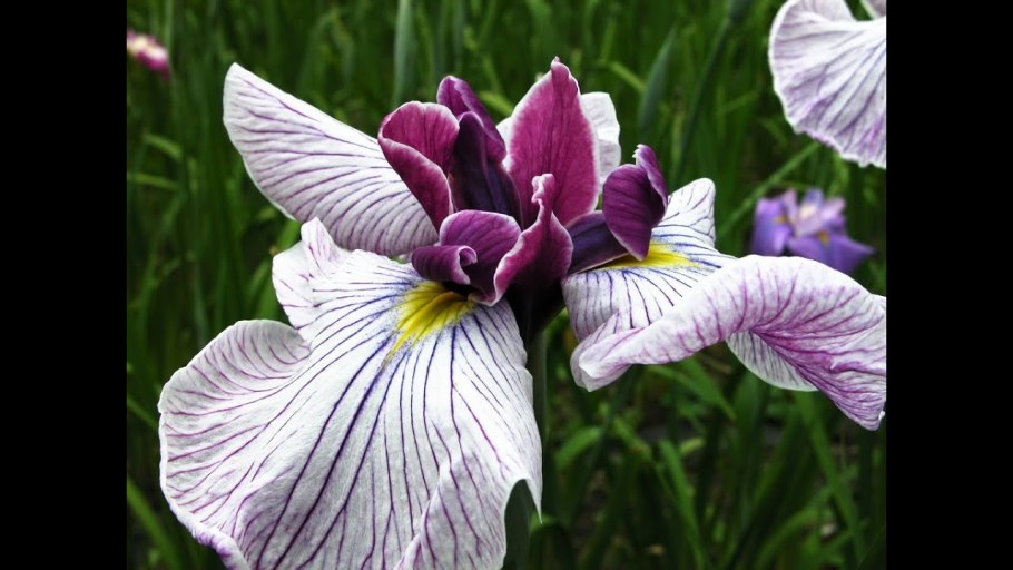 Ирис Харлекуинскью