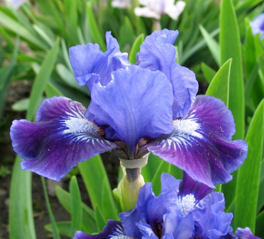 Ирис карликовый (Iris pumila)