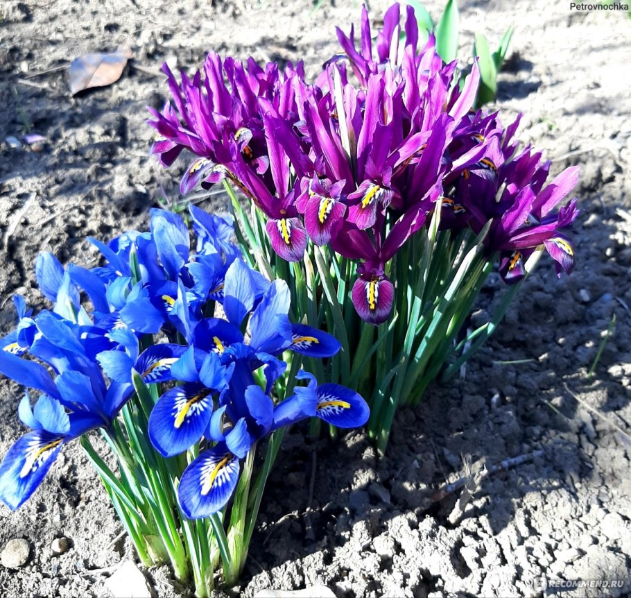 Иридодиктиум Ирис сетчатый