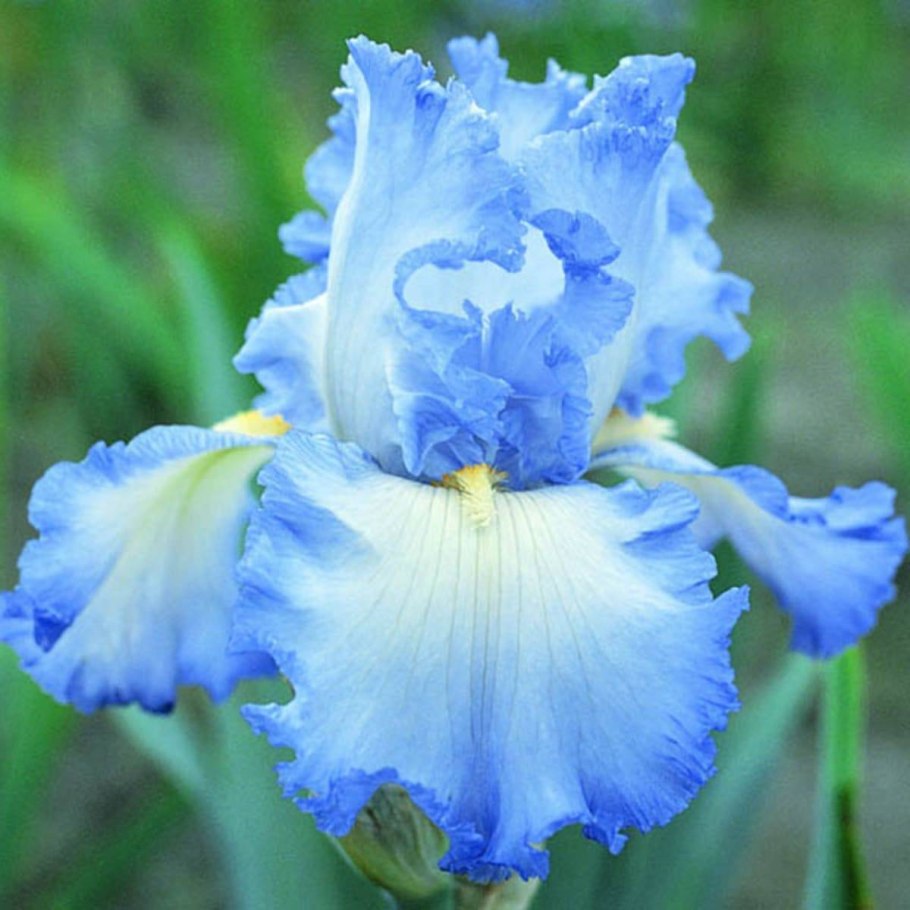 Ирис Касатик синий