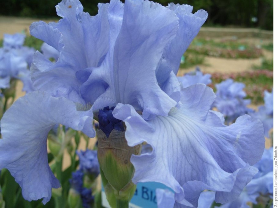 Ирис Дельта блюз