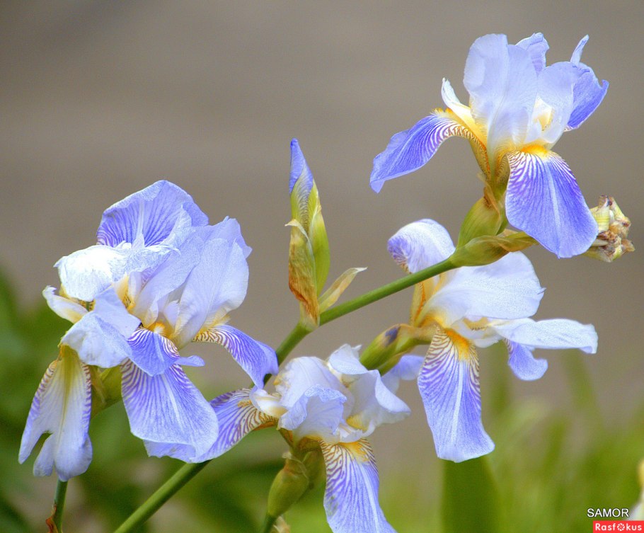 Ирис НОГОТКОВЫЙ