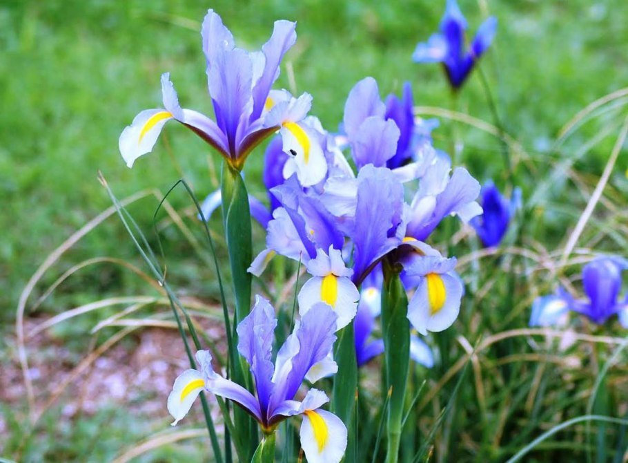 Ирис луковичный Ксифиум