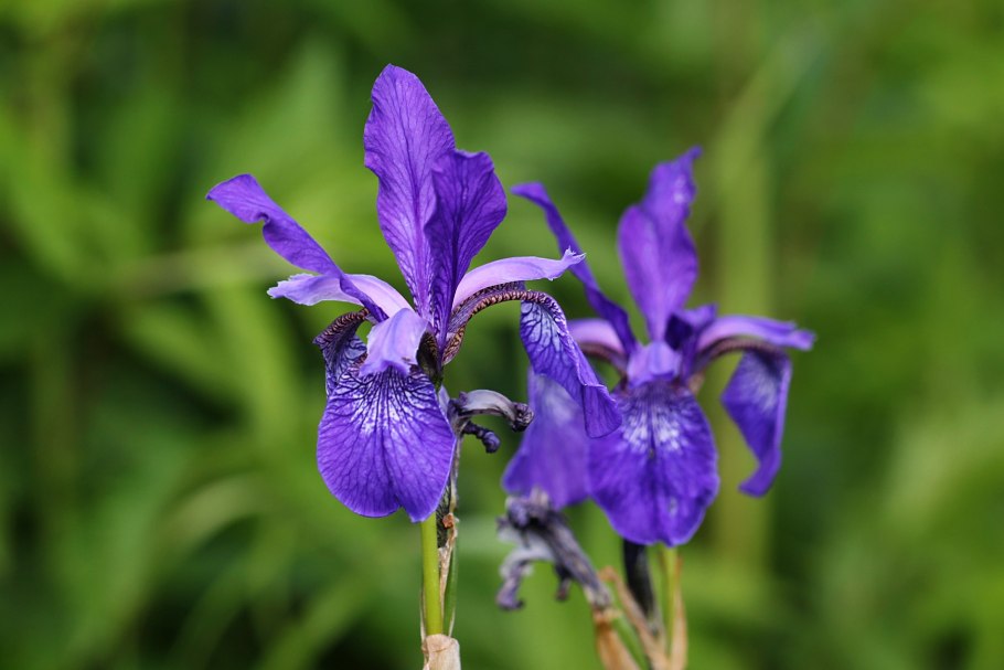 Ирис Сибирский Iris sibirica
