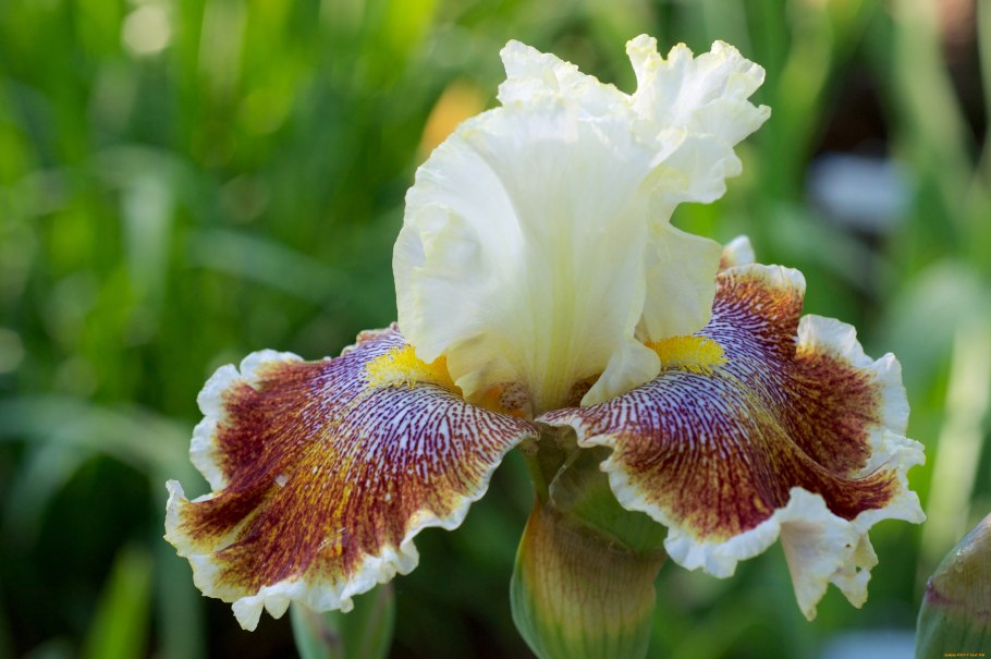 Ирис германский Batik