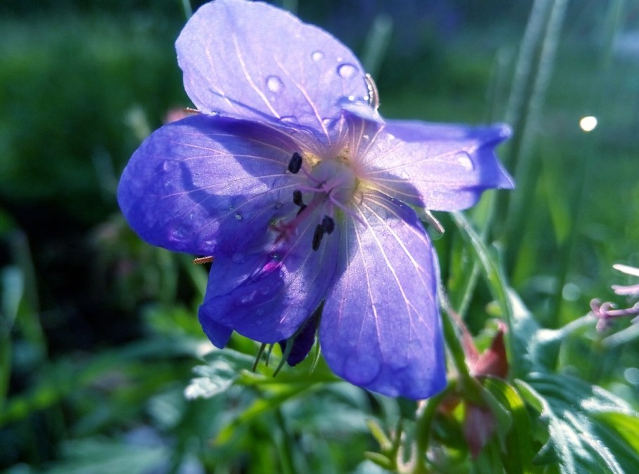 Герань части растения