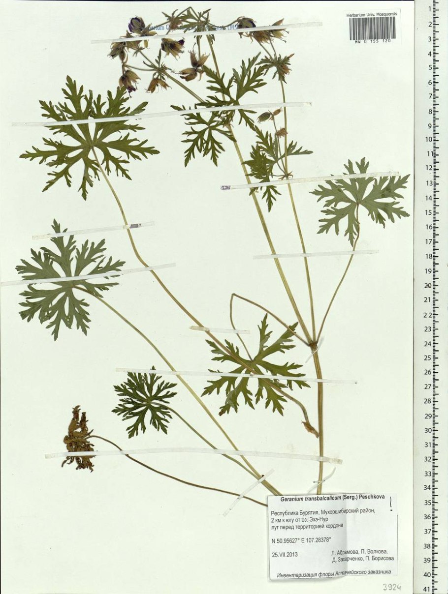 Geranium pratense Black Beauty