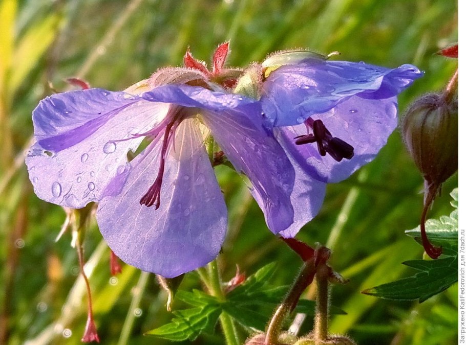 Герань Луговая размножение