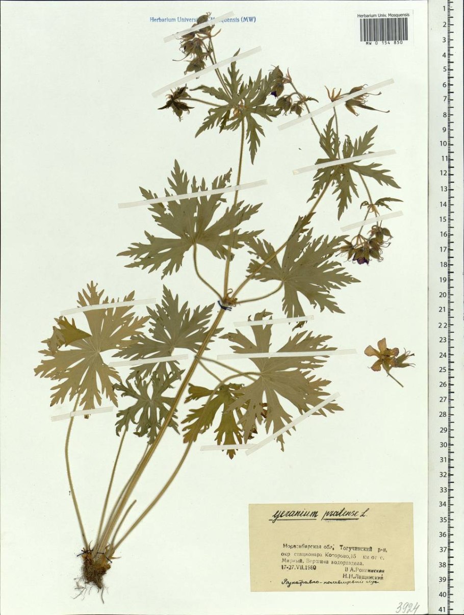 Герань Луговая Ботаническая иллюстрация