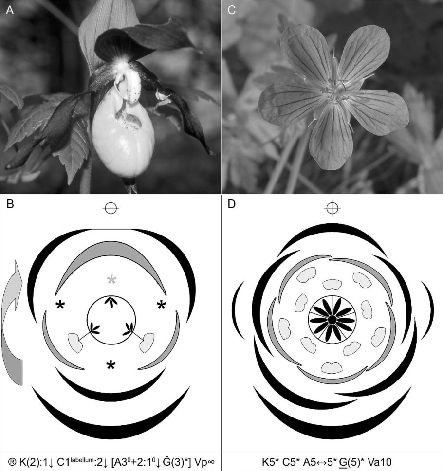 Герань Луговая диаграмма цветка